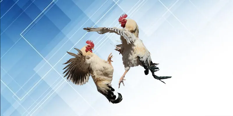 Cách chọn chiến kê thi đấu cực chuẩn