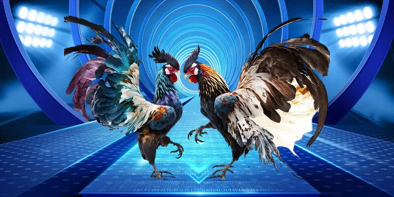 Các trận đá gà trực tuyến LUCK8 với hình thức cựa dao luôn hấp dẫn